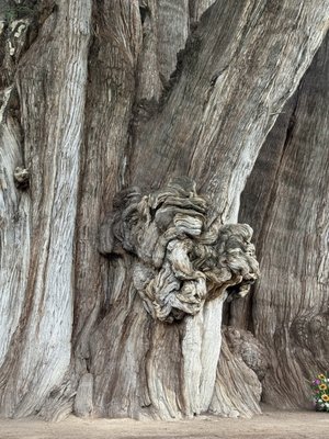 Tree of Tule by null