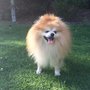 Photo of Walks & Wags With Danielle