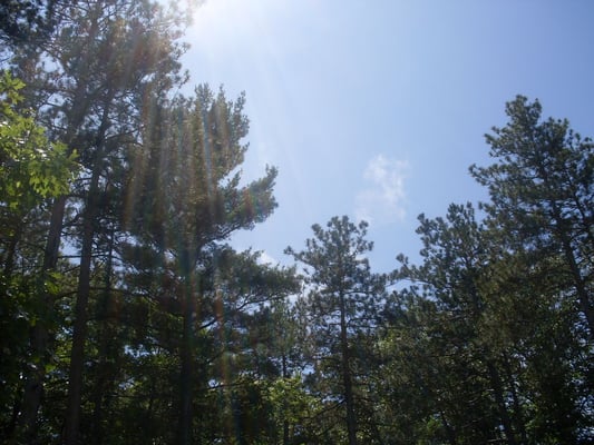 Whispering Pines Motel by null