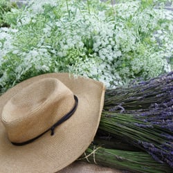 Westhampton Beach Indoor Winter Market - Freshly picked Lavender.