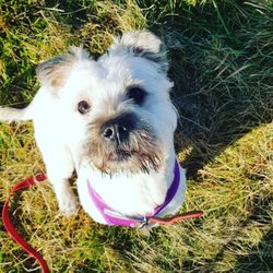 nutshaw kennels puppies