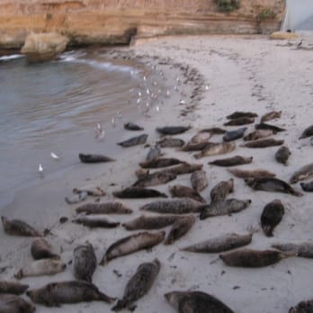 La Jolla Cove - seals - Parks Near Me - La Jolla, California La Jolla Cove - seals - Parks Near Me - La Jolla, California