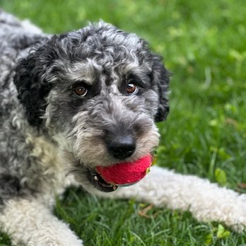 Above & Beyond Pet Services - Pet Sitting Near Me - Belmont, Massachusetts
