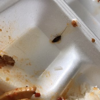 Szechuan First Restaurant - I almost ate it! - Szechuan Near Me - Kent, Washington Szechuan First Restaurant - I almost ate it! - Szechuan Near Me - Kent, Washington