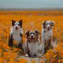 Photo of Wild Tails  Dog training