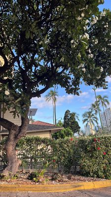 Coconut Waikiki Hotel by null