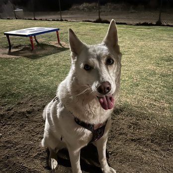 Hound Town Dog Park - Charlee. The cool cat. No pun intended. Very young. Doesn't like the light to be taken off of her for to long. Diva status of course. - Dog Parks Near Me - Moreno Valley, California