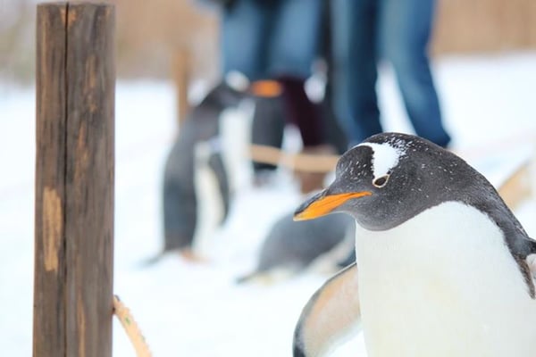 Otaru Aquarium by null