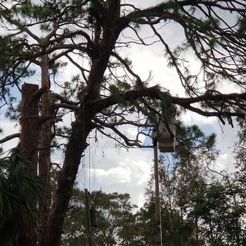 A Fast Response Tree Service - Tree Services Near Me - Palm Bay, Florida A Fast Response Tree Service - Tree Services Near Me - Palm Bay, Florida