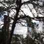 Photo of A Fast Response Tree Service