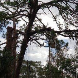 A Fast Response Tree Service