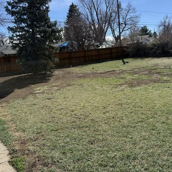 Miller Forestry and Landscape - Before. - Tree Services Near Me - Wheat Ridge, Colorado