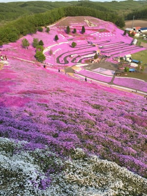 Higashimokoto Shibazakura Park by null