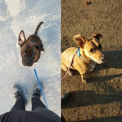 Medford Animal Hospital - Always try to get the best possible care for your furbabies!