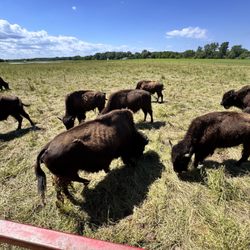 Broken Wagon Bison - Bison, you expected more