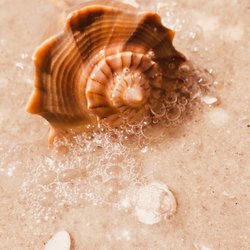 Bowman's Beach - I'm pretty sure my birthstone is a seashell.