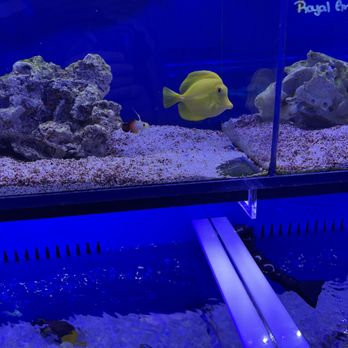 Living Reef - Aquarium Services Near Me - Orlando, Florida Living Reef - Aquarium Services Near Me - Orlando, Florida