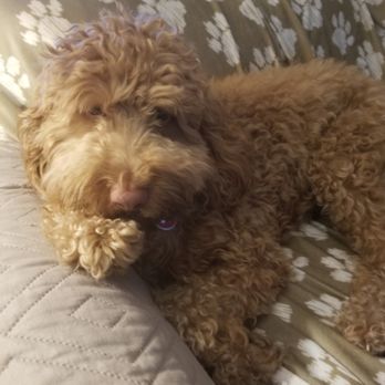 Happy Tails - Kokomo - Pet Sitting Near Me - Stuart, Florida
