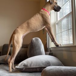 Leader of the Pack Canine Training - Great Dane