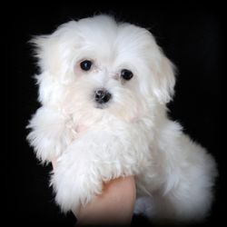 Maltese Puppies