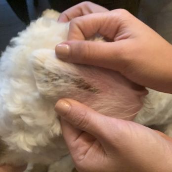 303 Pet Salon - Pet Groomers Near Me - Denver, Colorado