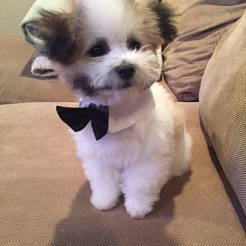 Perfect Pet Salon - Pet Groomers Near Me - Concord, California Perfect Pet Salon - Pet Groomers Near Me - Concord, California