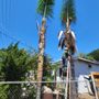 Photo of Artist Tree Service