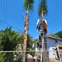 Artist Tree Service - Queen palm removal (before)