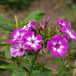 Kleingarten - Der Naturgarten
