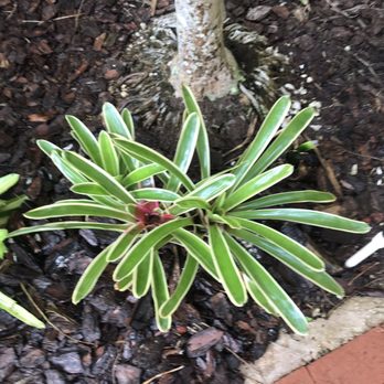 Leaf Garden Concepts - Gardeners Near Me Leaf Garden Concepts - Gardeners Near Me