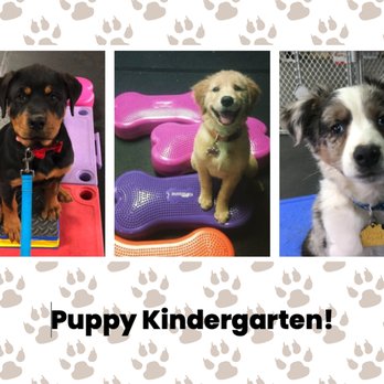 My Dog's Got Class - We regularly offer Puppy K classes - Pet Training Near Me - Lebanon, New Jersey My Dog's Got Class - We regularly offer Puppy K classes - Pet Training Near Me - Lebanon, New Jersey