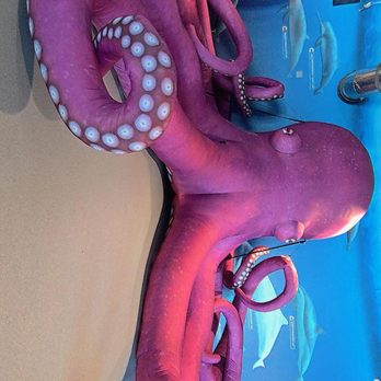 Clearwater Marine Aquarium - Aquariums Near Me - Clearwater, Florida