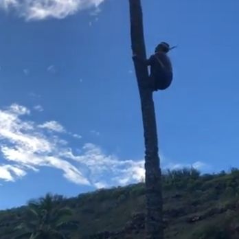 Toa Luau - One of the performers climbing a coconut tree - Cultural Center Near Me - Haleiwa, Hawaii