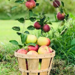 Vessey Orchards