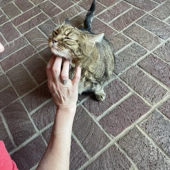 Willett Distillery - Rowan the cat - Distilleries Near Me - Bardstown, Kentucky Willett Distillery - Rowan the cat - Distilleries Near Me - Bardstown, Kentucky