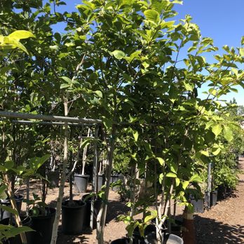 Van Winden's Garden Center - Magnolia...full grown too. - Nurseries & Gardening Near Me - Napa, California Van Winden's Garden Center - Magnolia...full grown too. - Nurseries & Gardening Near Me - Napa, California