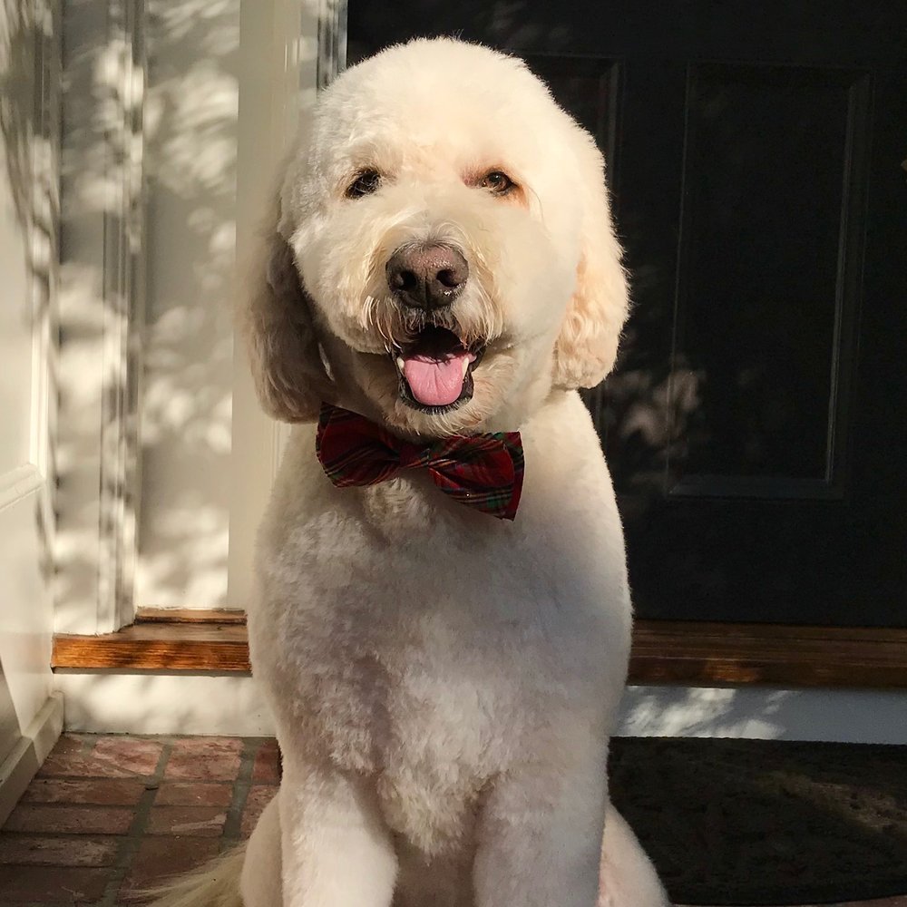 GROOMING BY JESSICA Updated May 2024 31 Photos & 11 Reviews 119 W