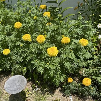 Armstrong Garden Centers - Bali Marigold - Nurseries & Gardening Near Me - La Cañada Flintridge, California Armstrong Garden Centers - Bali Marigold - Nurseries & Gardening Near Me - La Cañada Flintridge, California