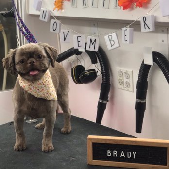 Dirty Dog Solutions - Pet Groomers Near Me Dirty Dog Solutions - Pet Groomers Near Me