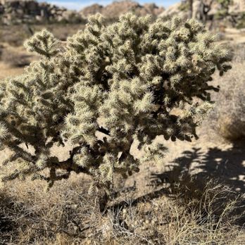 Joshua Tree National Park - Parks Near Me - Joshua Tree, California Joshua Tree National Park - Parks Near Me - Joshua Tree, California
