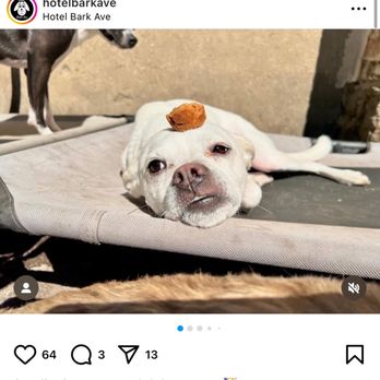 Hotel Bark Ave - Dog Walkers Near Me - New York, New York Hotel Bark Ave - Dog Walkers Near Me - New York, New York