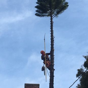 Joe's Tree Care - Climbed Pine removing lower branches first - Tree Services Near Me Joe's Tree Care - Climbed Pine removing lower branches first - Tree Services Near Me