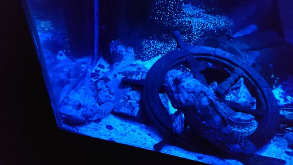 SEA LIFE Konstanz by null