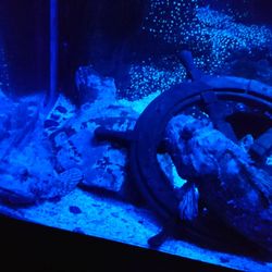 Sea Life