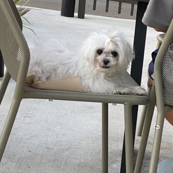 Panera Bread - A stranger's fur baby ready for a photo shoot. - Sandwiches Near Me - Alhambra, California Panera Bread - A stranger's fur baby ready for a photo shoot. - Sandwiches Near Me - Alhambra, California