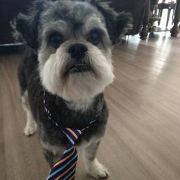 Just been groomed! Just been groomed!