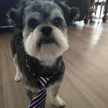 Traci's Organic Paws Shoppe - Just been groomed! - Pet Stores Near Me - Redmond, Washington Traci's Organic Paws Shoppe - Just been groomed! - Pet Stores Near Me - Redmond, Washington
