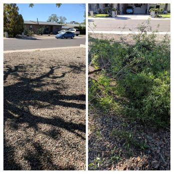 Happy Junk Removal - Before and after of brush removal - Dumpster Rental Near Me - Mesa, Arizona Happy Junk Removal - Before and after of brush removal - Dumpster Rental Near Me - Mesa, Arizona