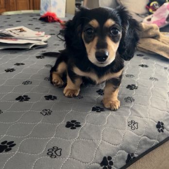 Dachshund Dude Ranch - Luna - Pet Services Near Me Dachshund Dude Ranch - Luna - Pet Services Near Me