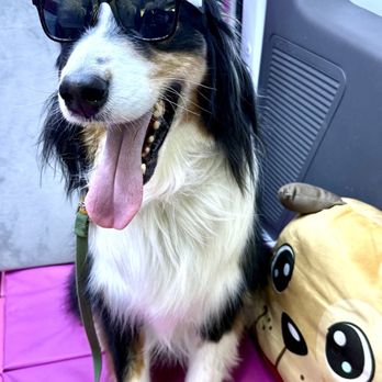 Peace Love Dogs - Pet Training Near Me - Houston, Texas Peace Love Dogs - Pet Training Near Me - Houston, Texas